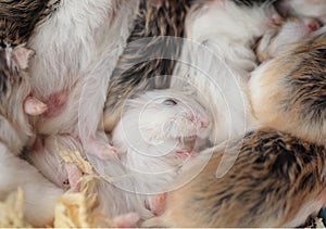 Group of many young hamster mouses white brown and black color s