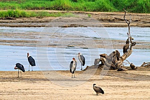 Group of marabou on the shore. Tanzanya, Africa