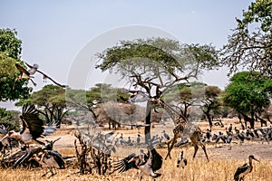 Group of Marabou Stork and running giraffe- Tanzania Safari  Africa