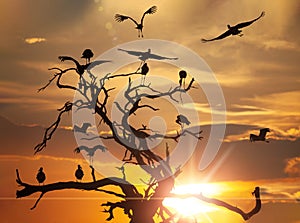 Marabou stork at sunset