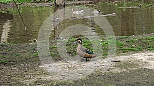 A group of marbled ducks, Marmaronetta angustirostris in water