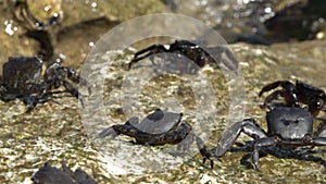 Group of marbled rock crab or runner crab pachygrapsus marmoratus fabricius, 1787