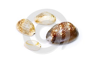 Group a marine gastropod mollusk in the family Cypraeidae isolated on white background. Undersea Animals. Sea Shells