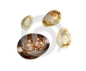 Group a marine gastropod mollusk in the family Cypraeidae isolated on white background. Undersea Animals. Sea Shells