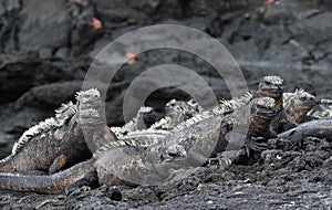 Group of marine Iguana on Galapagos Islands