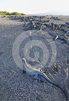 Group of Marine Iguanas on the sand, Punta Espinosa, Fernandina Island, Galapagos Islands