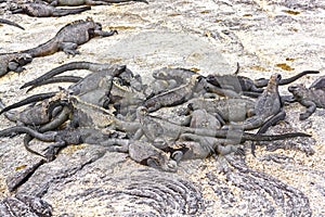 A group of Marine Iguanas on Shore