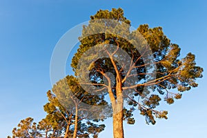 Group of Maritime Pines at Sunset against a Clear Blue Sky