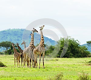 Group of Masai Giraffe Giraffa camelopardalis tippelskirchi photo