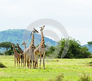 Group of Masai Giraffe Giraffa camelopardalis tippelskirchi