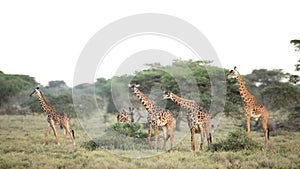 A group of Masai Giraffe in Ndutu, Serengeti, Tanzania