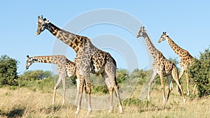 Group of Masai giraffes in Maasai Mara National Reserve, Kenya