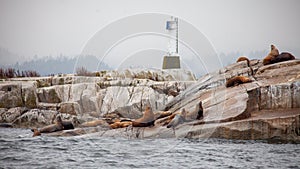 A group of massive California Sea Lions sit along the coast of British-Columbia