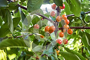 group of maturing red-yellow cherries