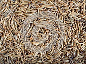 Group of Mealworm or worms for birds.
