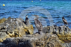 Group of mediterranean shag halacrocorax aristotelis desmarestii in summer standing on a rock