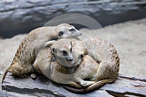 Group meercat is rest and sleep on the dry strick tree