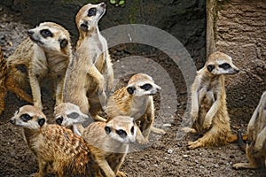 A Group Of Meerkat, Mammal, Animal