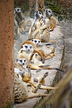 A Group Of Meerkat, Mammal, Animal