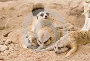 Group of meerkat sleep