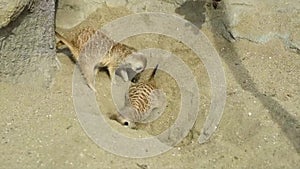 Group of meerkat Suricata suricatta digging in the sand and playing around