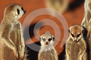 A group of meerkat suricata suricatta are enjoying the evening sun.