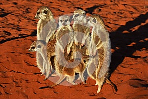A group of meerkat suricata suricatta in the Namibian Desert.