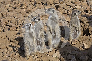 Group Meerkat, Suricata suricatta, observing surroundings