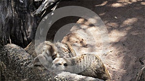 Group of meerkat (Suricata suricatta) sleeping on the timber, wide angle view in HD