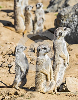 Group of meerkats