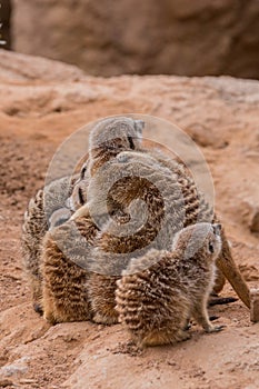 Group of meerkats hugging