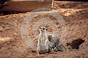 Group of meerkats hugging while sleeping