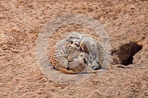 Group of meerkats hugging while sleeping