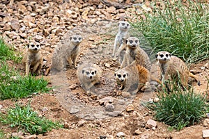 group of meerkats - meerkats look in one direction
