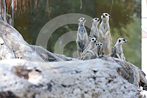 A group of meerkats are playing together.