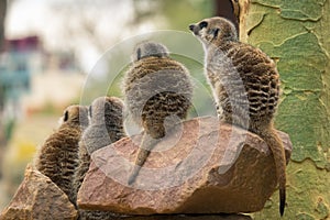 A group of meerkats sits on a stone
