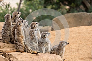 A group of meerkats sits on a stone