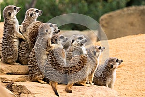 A group of meerkats sits on a stone