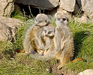 Group of meerkats