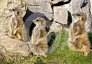 Group of meerkats
