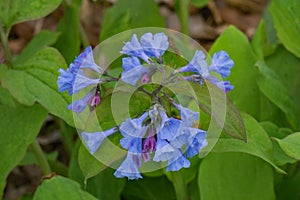 Group Mertensia virginica - Virginia Bluebells