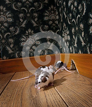 Group of mice walking in a luxury old-fashioned ro