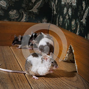 Grupo de ratones en lujo 