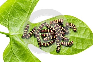 Group of middle instar Leopard Lacewing Cethosia cyane caterpi photo
