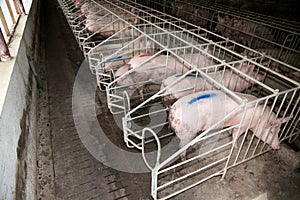 Group of mighty pig sows waiting for food in the bar