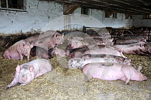 Group of mighty pregnant sows laying on fresh hay in the barn photo