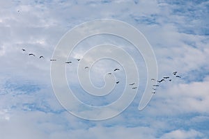 Group of Migrating Birds Flying in the Sky