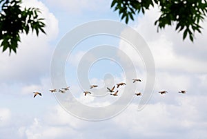 Group of migrating canadian geese