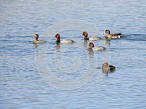 A group of migrating ducks rest on a Colorado lake