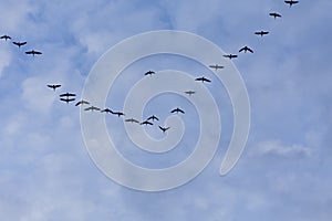 Group of migrating geese birds